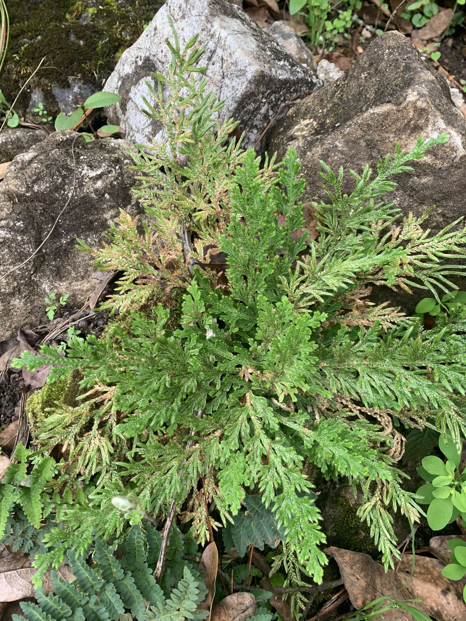 Image of Selaginella pallescens (C. Presl) Spring