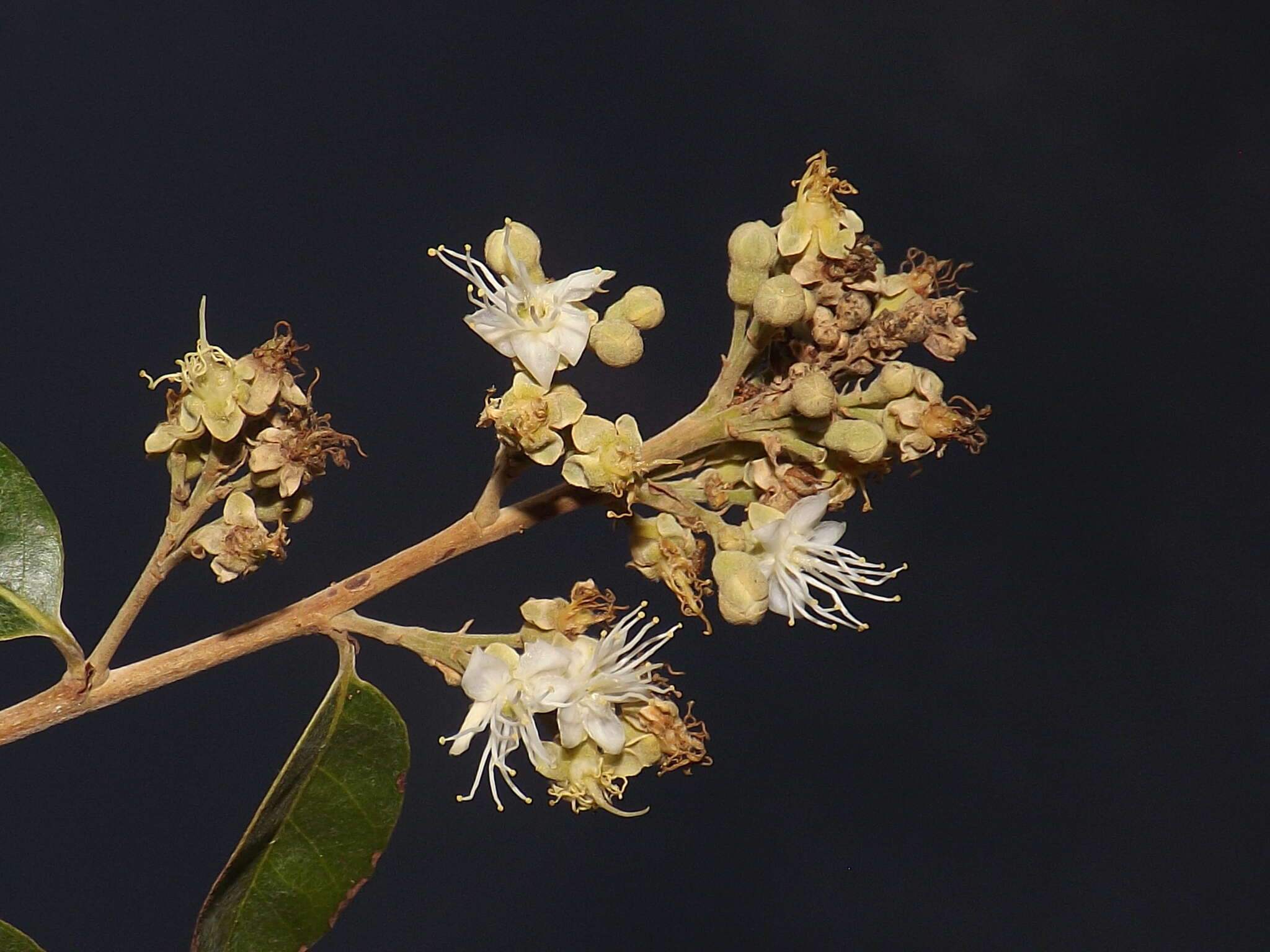 Image de Couepia polyandra (Kunth.) Rose