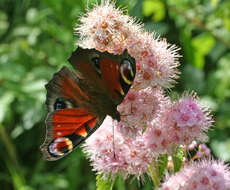 Image of Aglais io geisha (Stichel 1908)