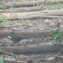 Image of Sumatran Ground Cuckoo
