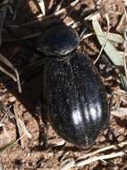 Image of Stenomorpha (Stenomorpha) convexicollis (Le Conte 1854)