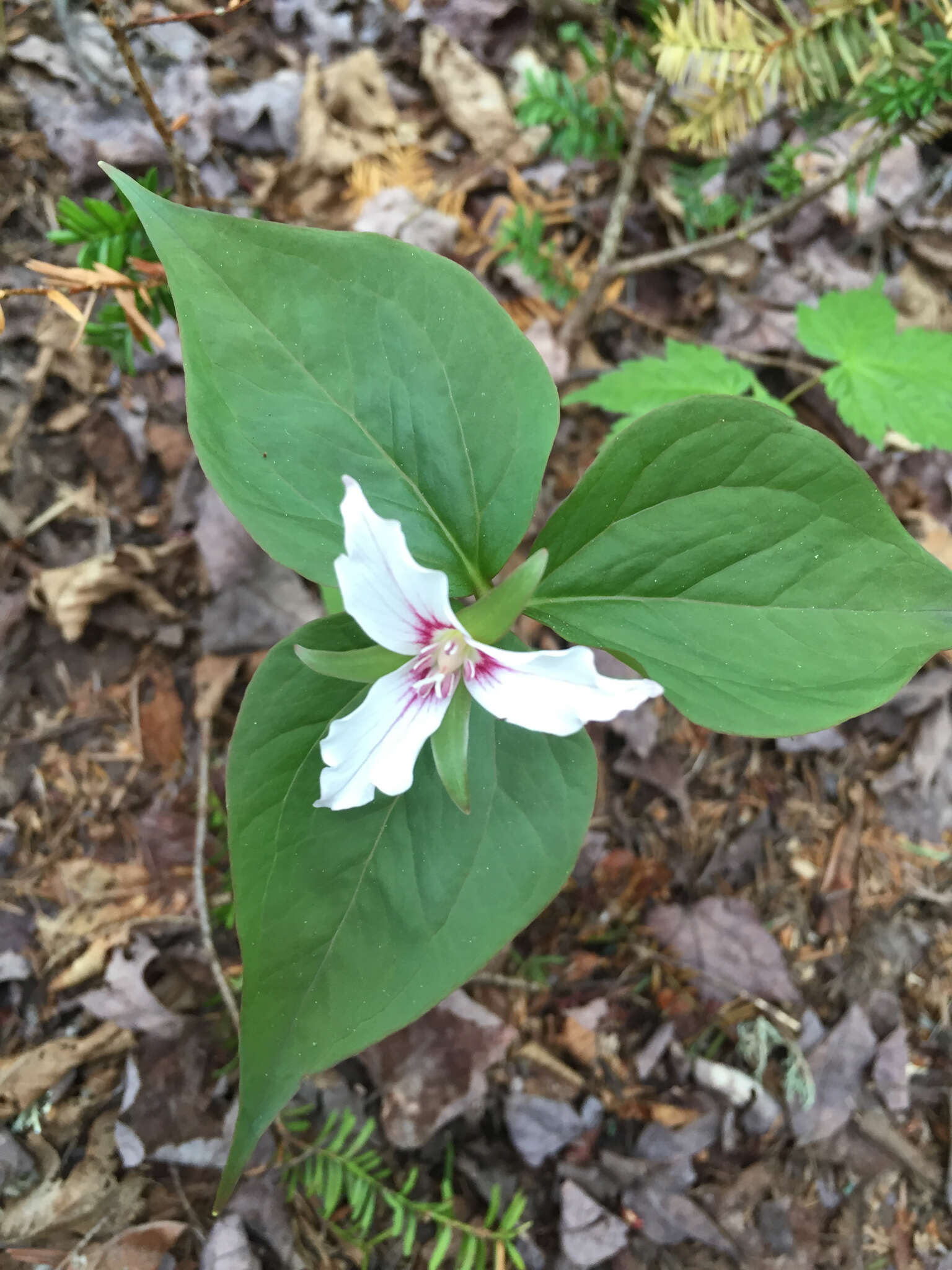 Image of painted trillium