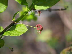 Image of Siberian Spindle