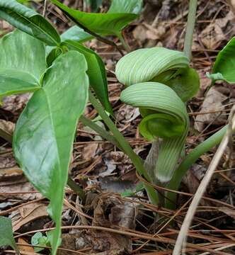 Arisaema ringens (Thunb.) Schott的圖片