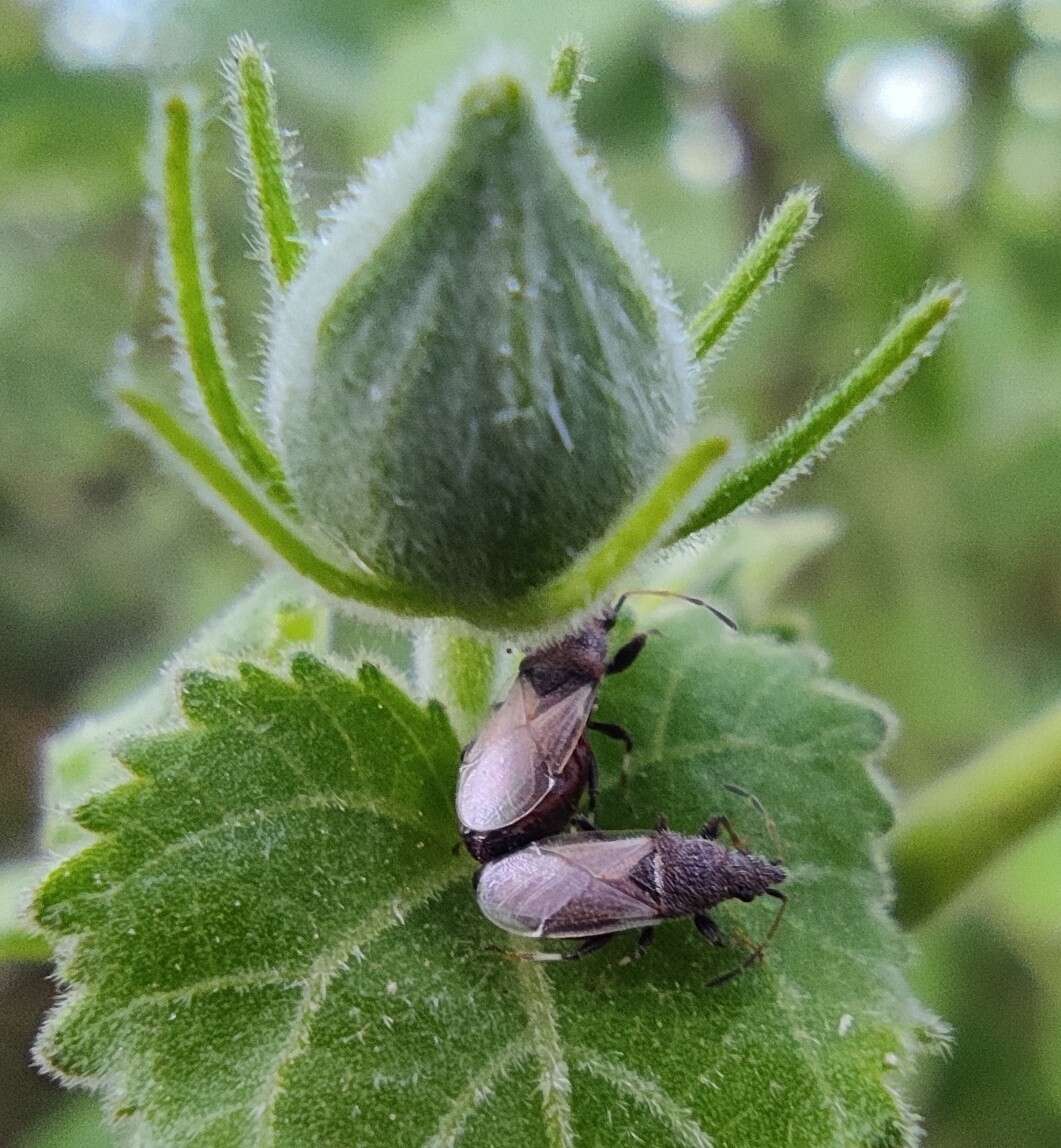 Image of Cotton Seed Bug