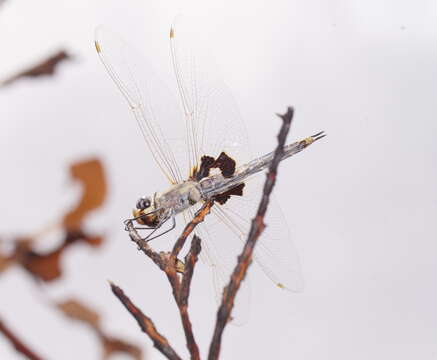 Image of Common Glider