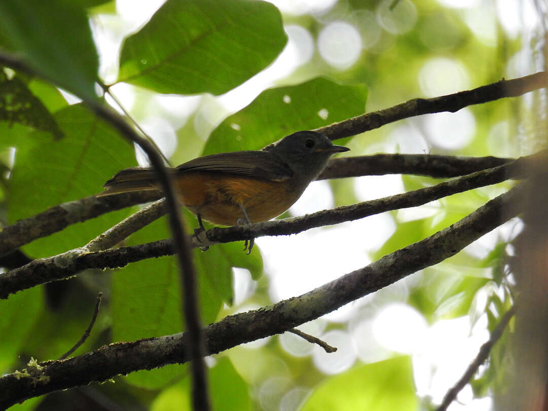 Imagem de Mionectes rufiventris Cabanis 1846