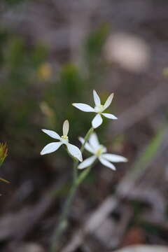 Image of Caladenia marginata Lindl.