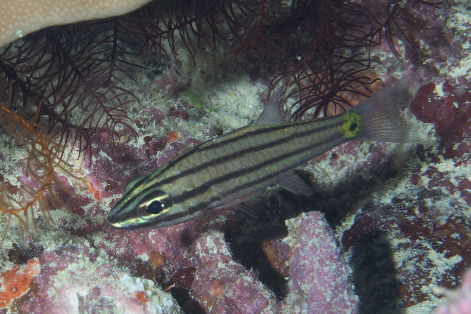 Image of Toothy cardinalfish