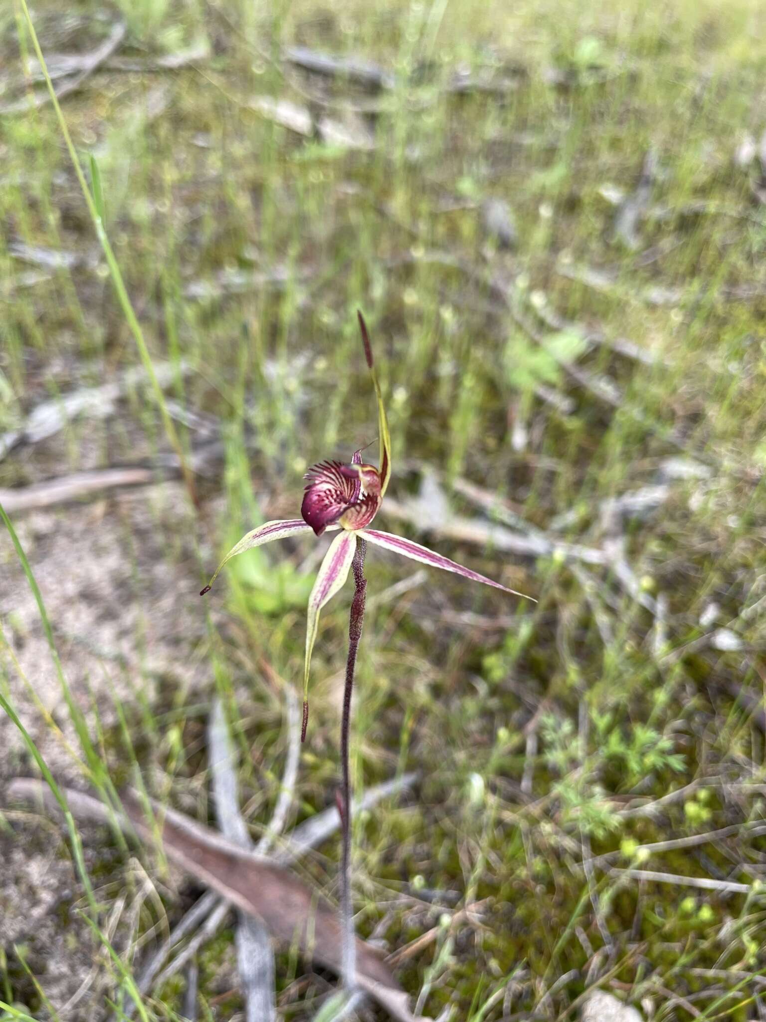 Image of Wimmera spider orchid