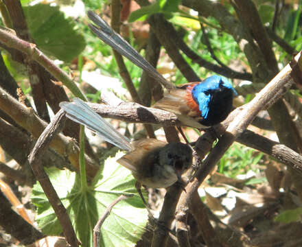 Image of Variegated Fairy-wren