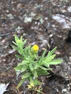 Image of coastal plain goldenaster