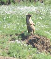 Imagem de Marmota sibirica (Radde 1862)