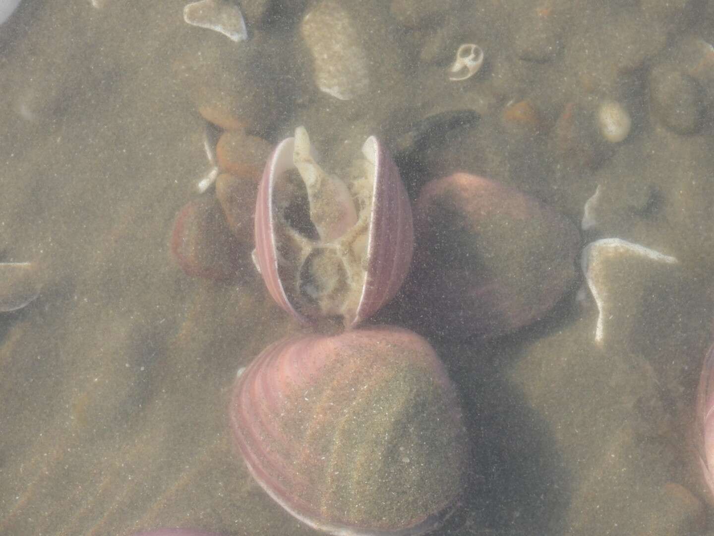 Sivun Eucallista purpurata (Lamarck 1818) kuva