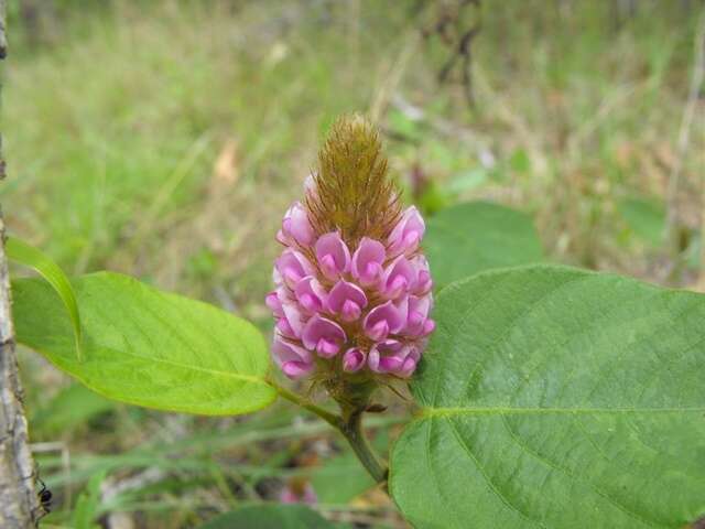 Imagem de Uraria lagopodioides DC.