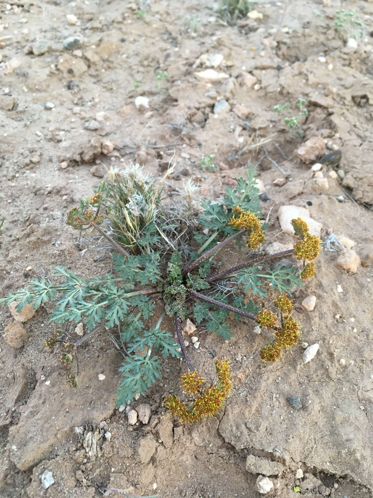 Image of plains springparsley