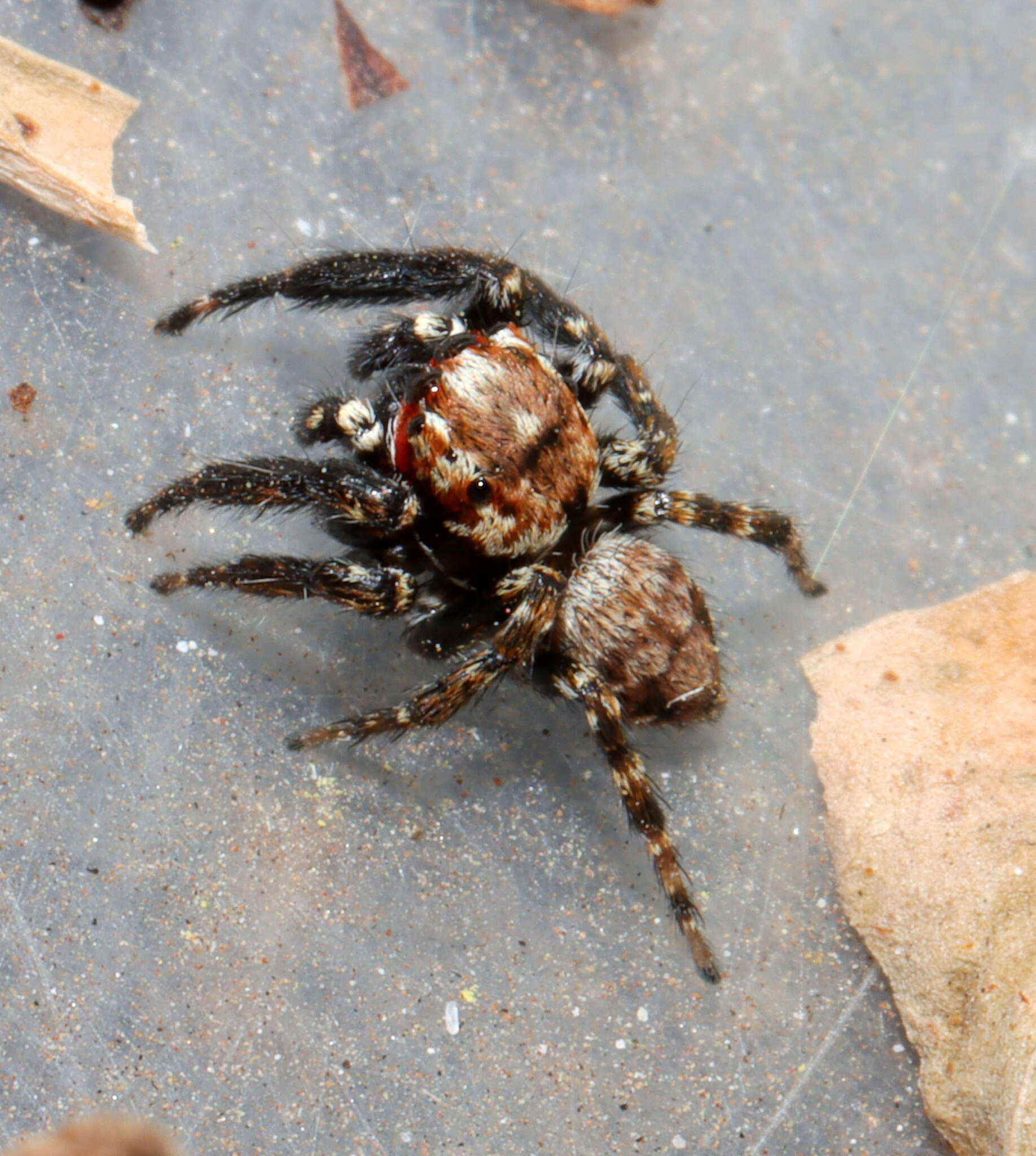 Image of Evarcha prosimilis Wesolowska & Cumming 2008