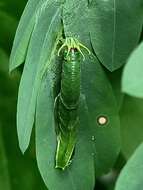 Image of Polyura hebe plautus Fruhstorfer 1898