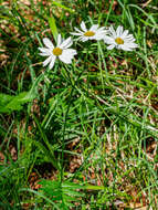 Image of Tanacetum corymbosum subsp. subcorymbosum (Schur) Pawl.