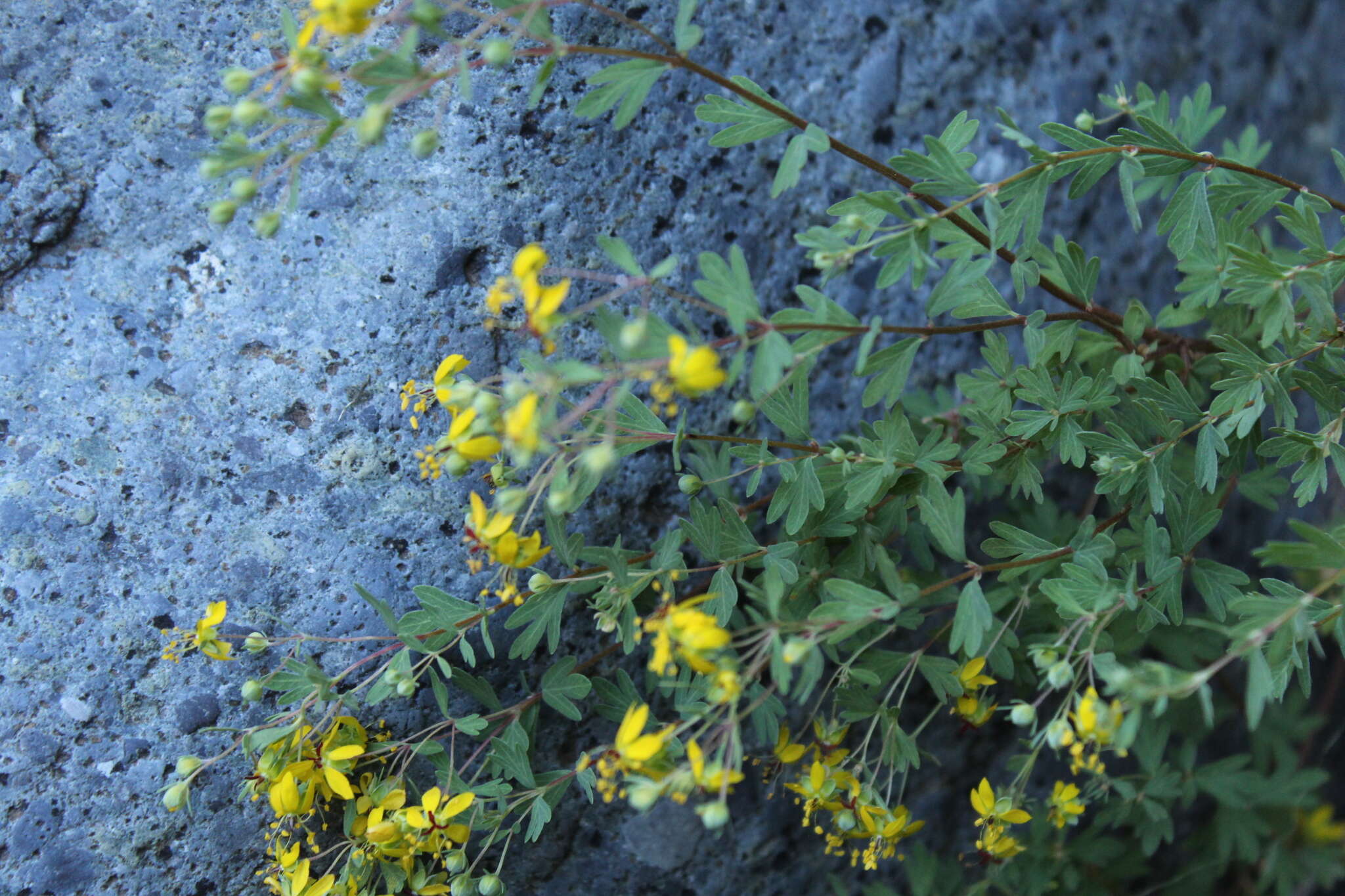 Imagem de Balbisia gracilis (Meyen) A. T. Hunziker & Ariza Espinar