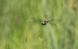 صورة Somatochlora flavomaculata (Vander Linden 1825)