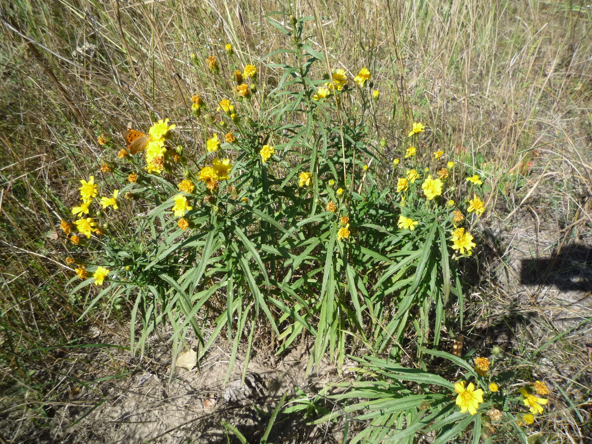 Image of Hieracium umbellatum subsp. filifolium (Üksip) Tzvel.