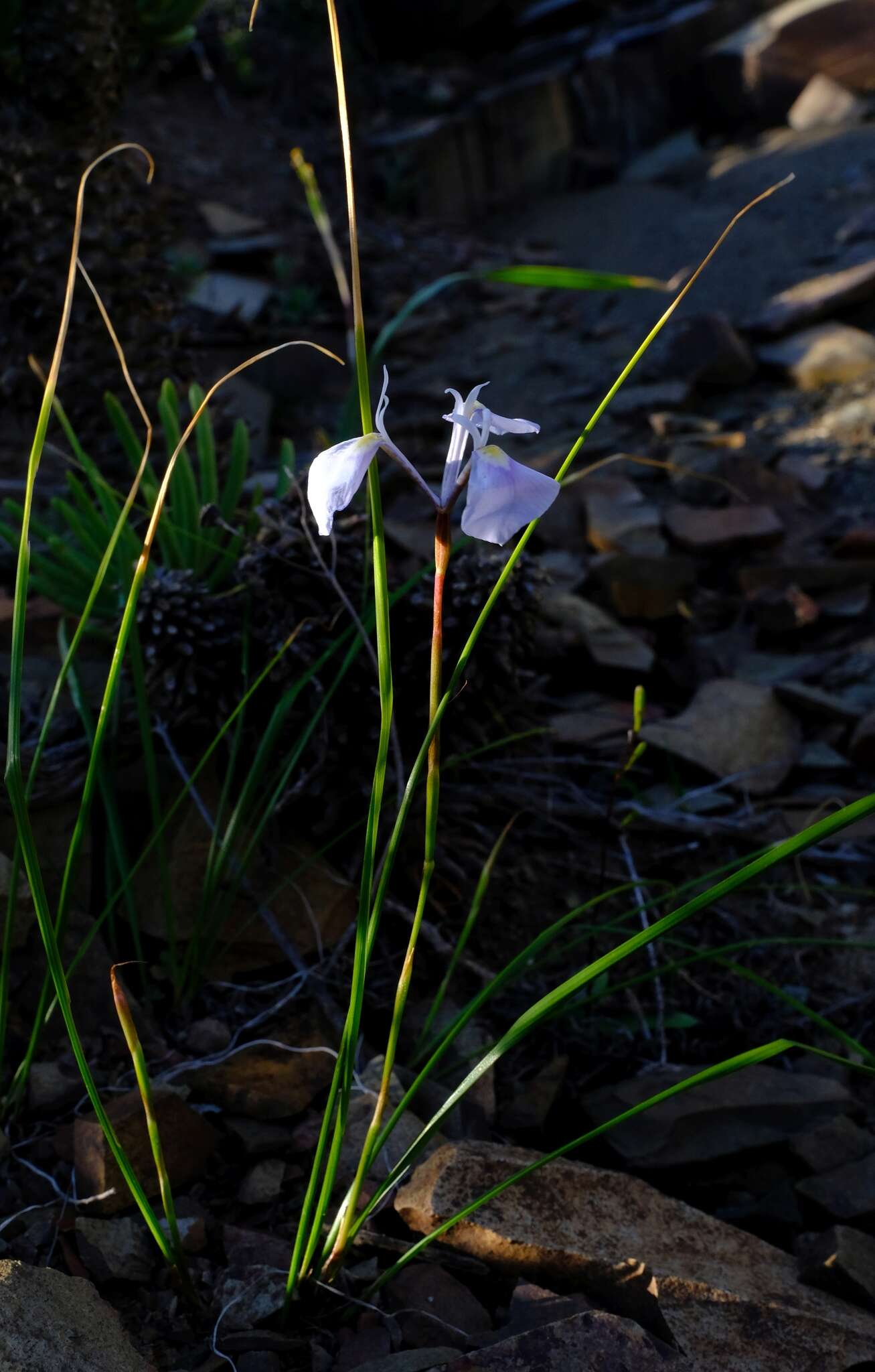 Image of Moraea amabilis Diels