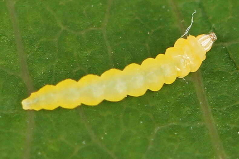 Image of Phyllocnistis labyrinthella (Bjerkander 1790)