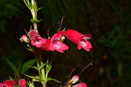 Слика од Penstemon miniatus Lindl.