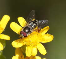 Image de Dasysyrphus creper (Snow 1895)