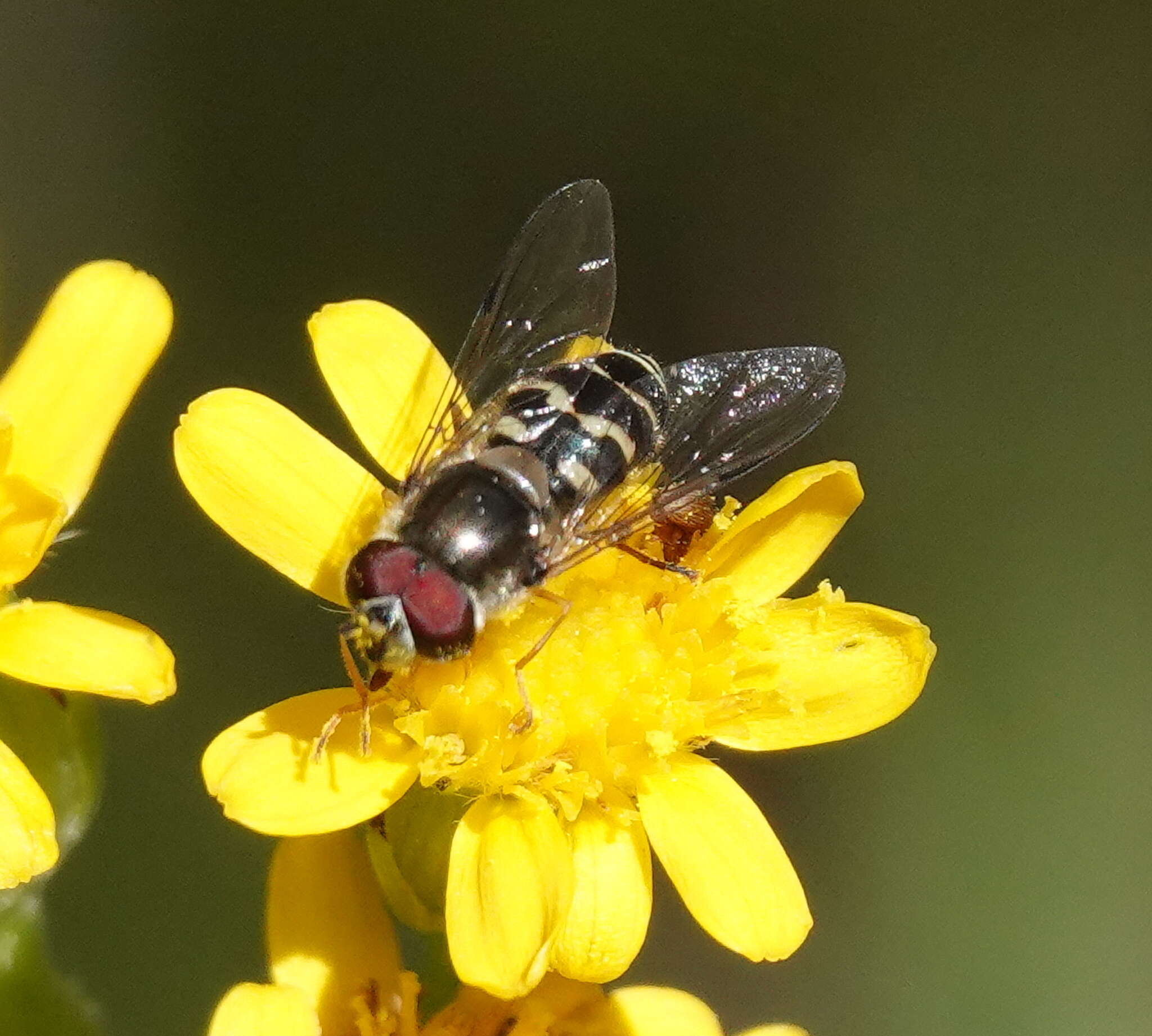 صورة Dasysyrphus creper (Snow 1895)