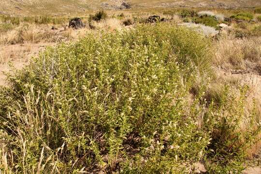 Imagem de Mentha longifolia (L.) Huds.