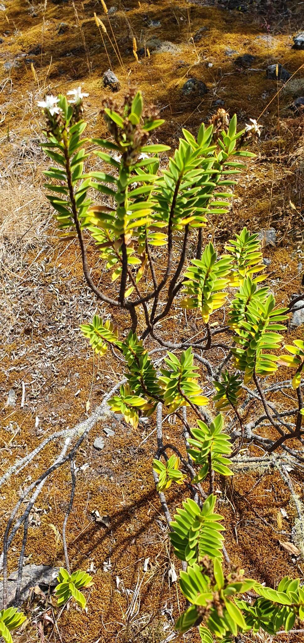 Image of Veronica rupicola Cheesem.