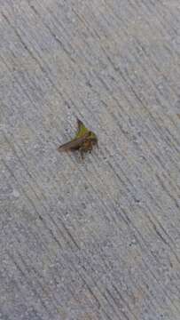 Image of Thorn Treehopper