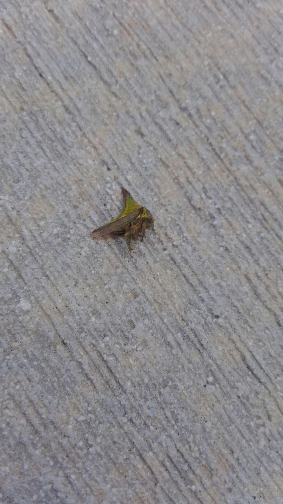 Image of Thorn Treehopper