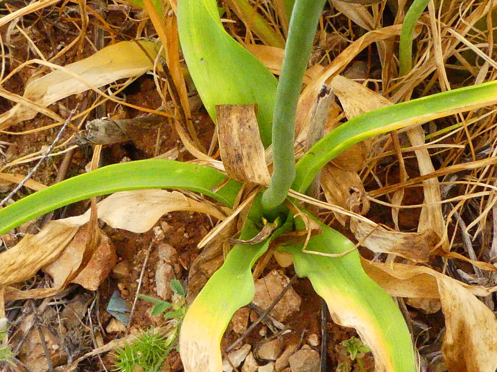 Imagem de Ornithogalum arabicum L.