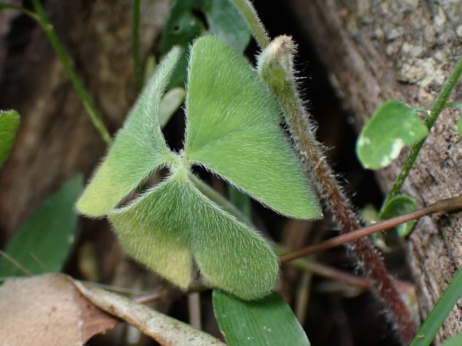 Image of Oxalis chnoodes A. Lourteig