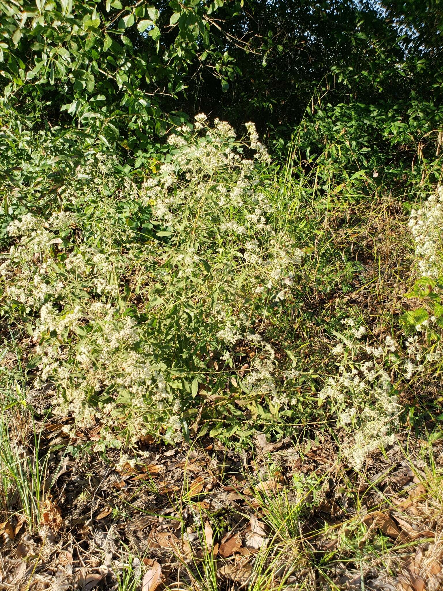 Image of Small-Flower Thoroughwort