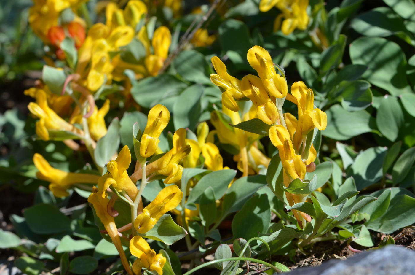 Image of Corydalis sewerzowii Regel