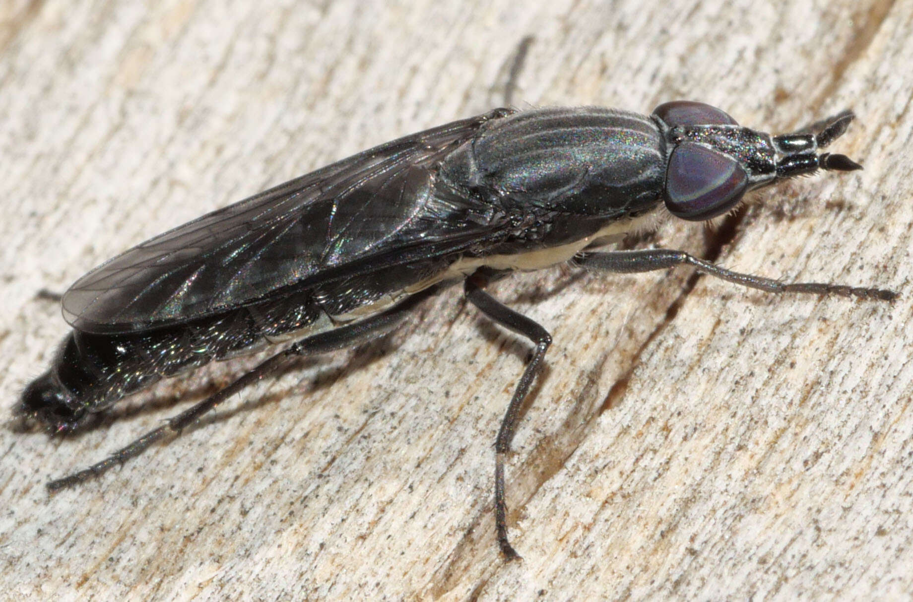 Image of Vomerina humbug Winterton 2007