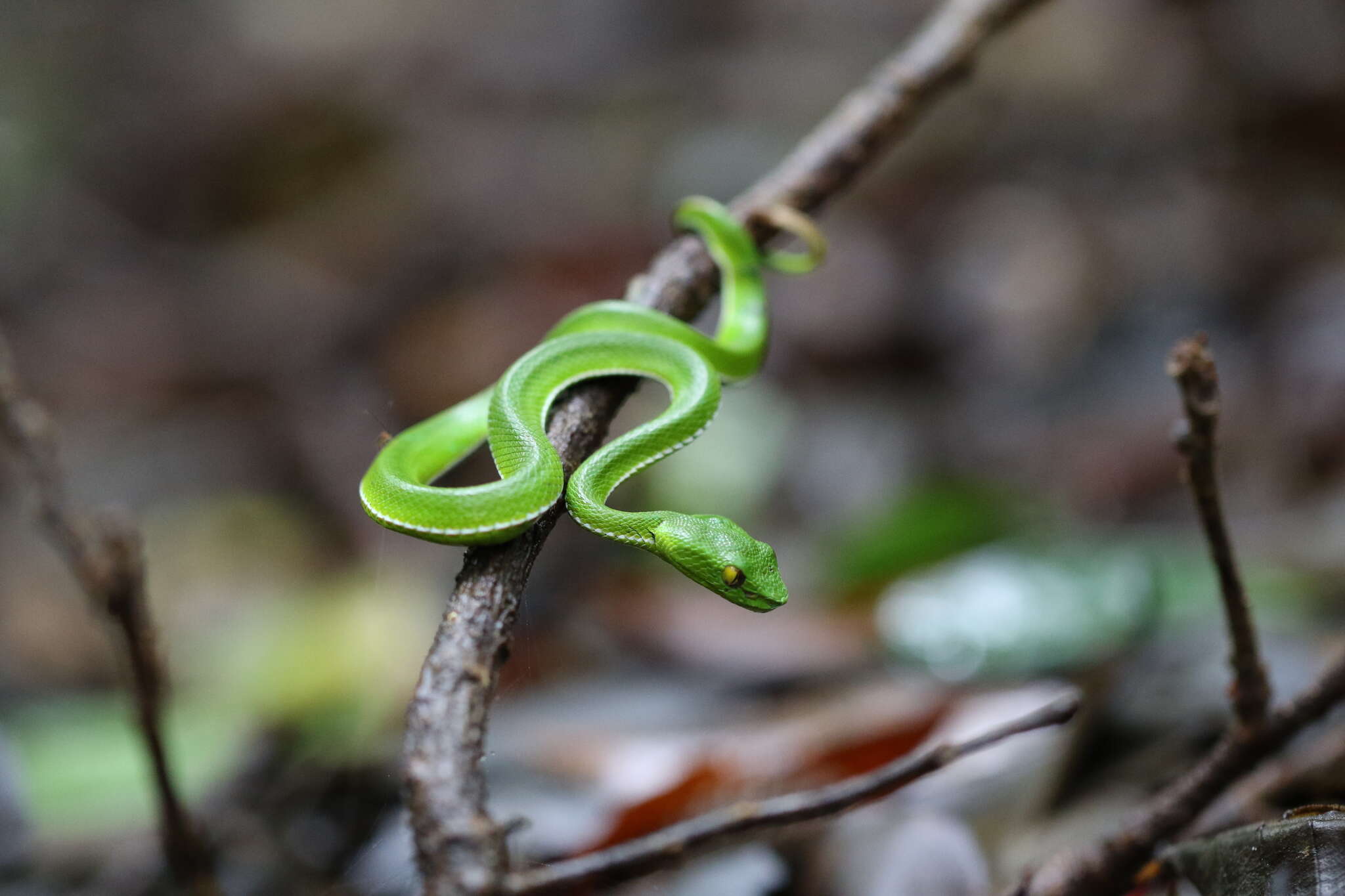 Image of Trimeresurus vogeli David, Vidal & Pauwels 2001