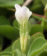 Image of Trifolium subterraneum subsp. oxaloides Bunge ex Nyman