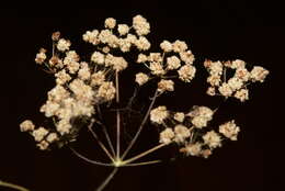 Image of Astomaea seselifolium DC.