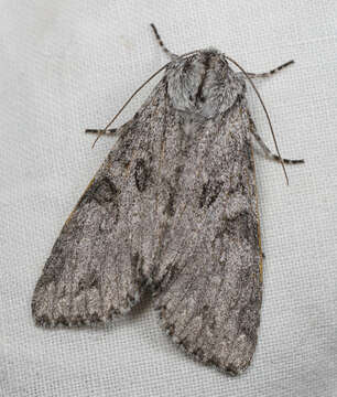 Image of Piney Moth