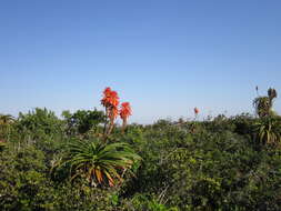 Image of Aloe pluridens Haw.