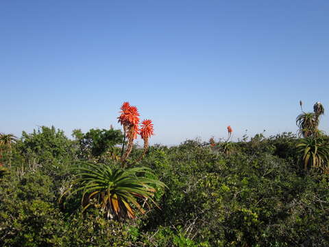 Image of Aloe pluridens Haw.