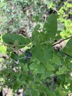 Image of Rough-leaved croton