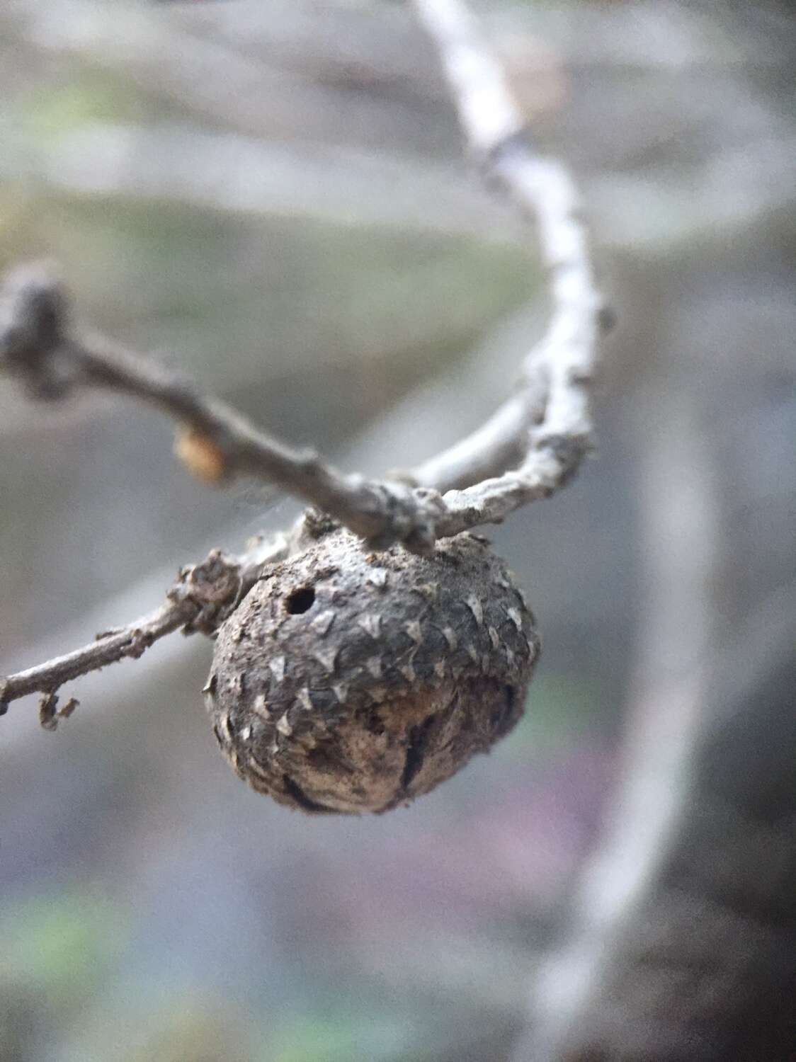 Image of Cedros Island Oak