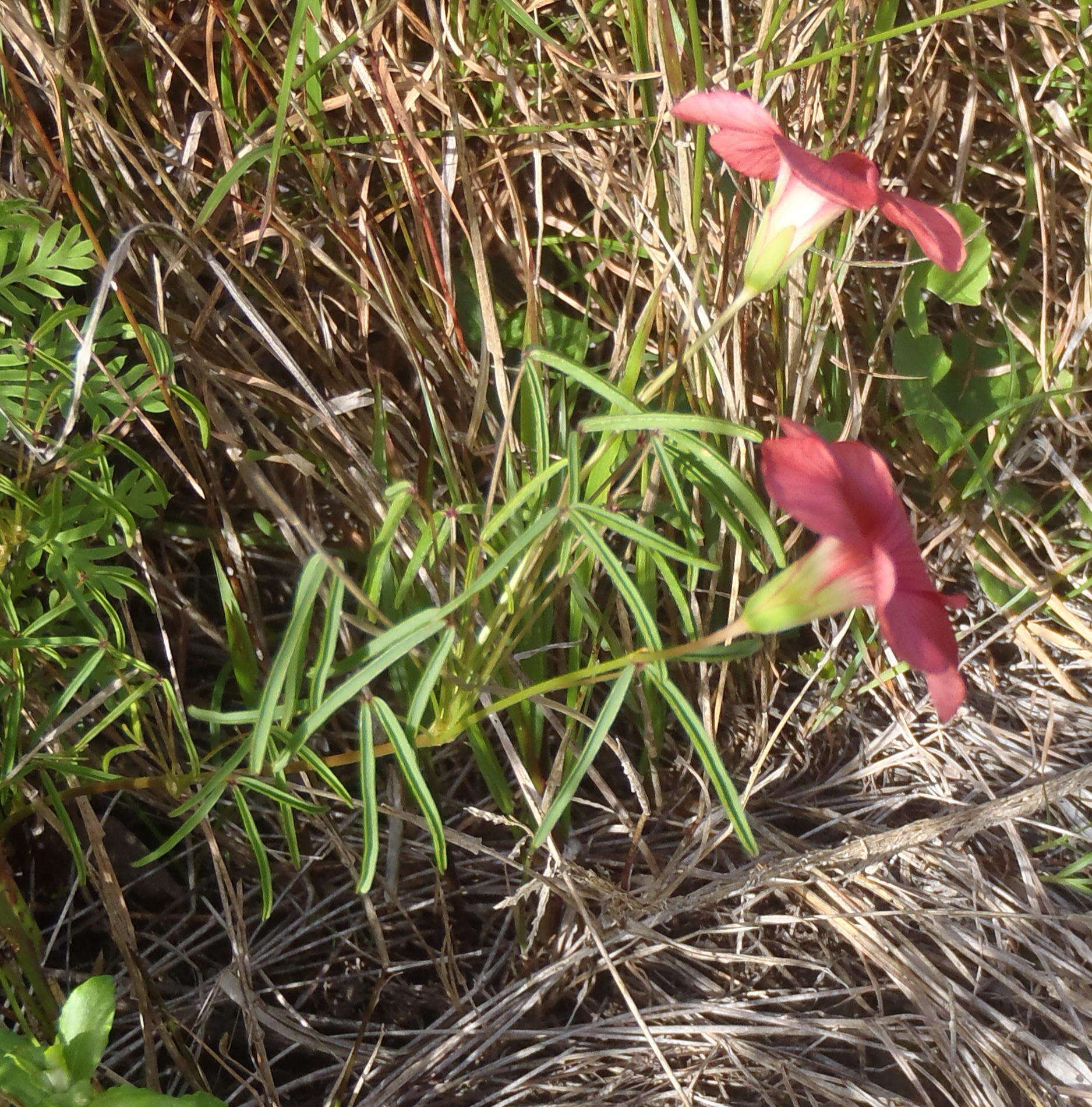 Sivun Oxalis pendulifolia Salter kuva