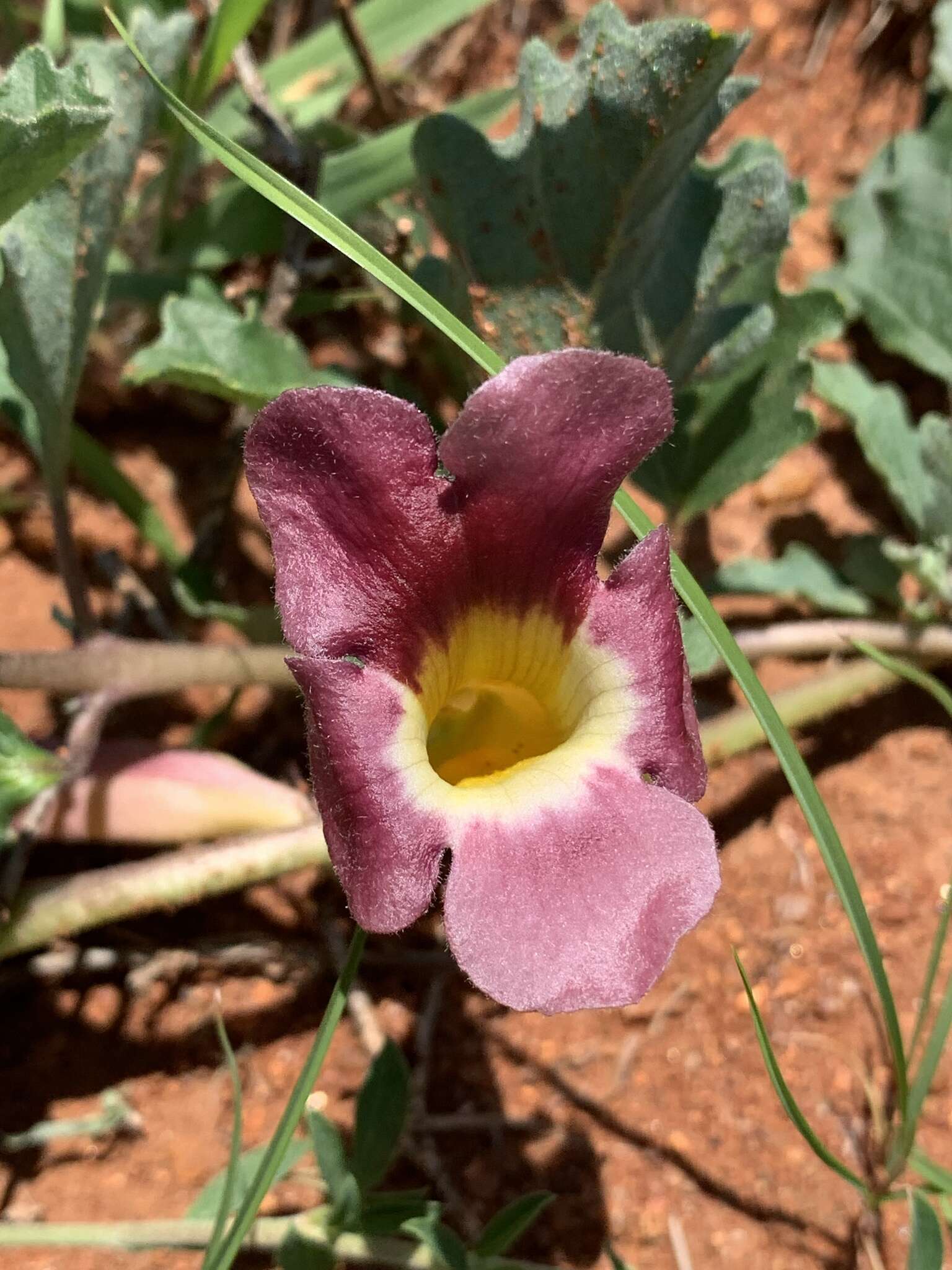 Слика од Harpagophytum procumbens (Burch.) DC. ex Meissn.